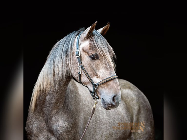 PRE Mix Wallach 2 Jahre 157 cm Schimmel in Traventhal