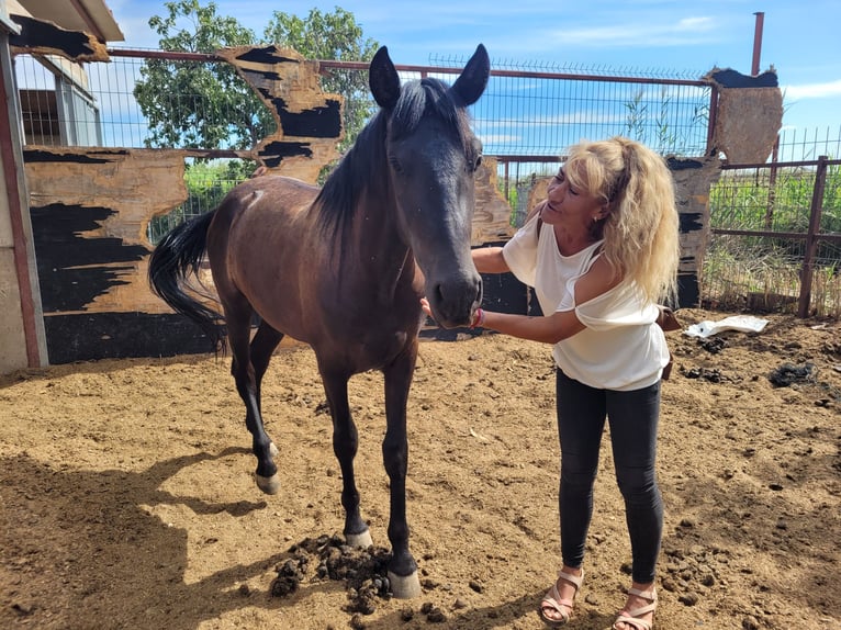 PRE Mix Wallach 2 Jahre 158 cm Rappe in Movera PRE Mix Wallach 2 Jahre 158 cm Rappe in Movera