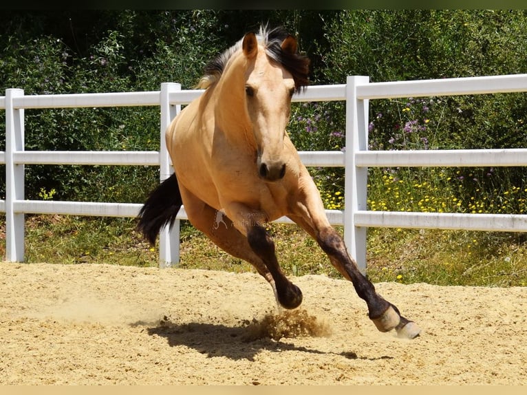 PRE Mix Wallach 2 Jahre 159 cm Falbe in Provinz Malaga