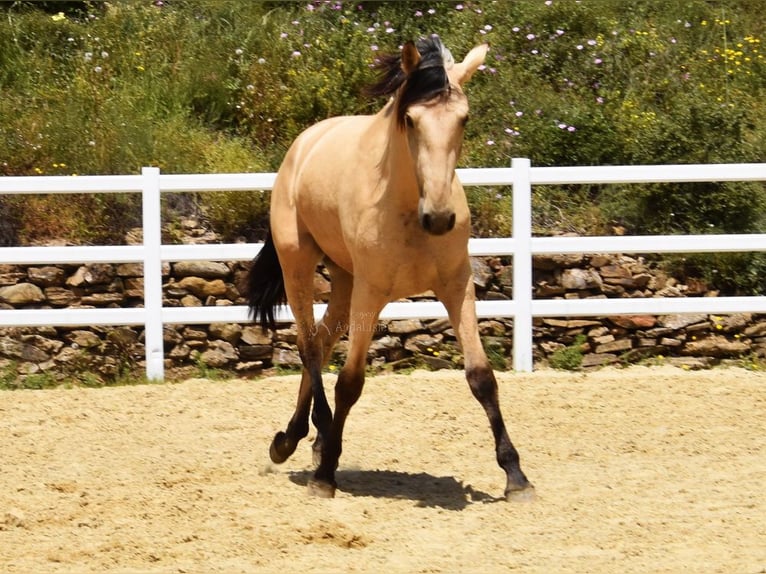 PRE Mix Wallach 2 Jahre 159 cm Falbe in Provinz Malaga