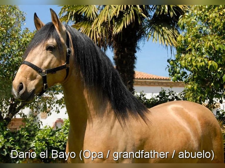 PRE Mix Wallach 2 Jahre 159 cm Falbe in Provinz Malaga