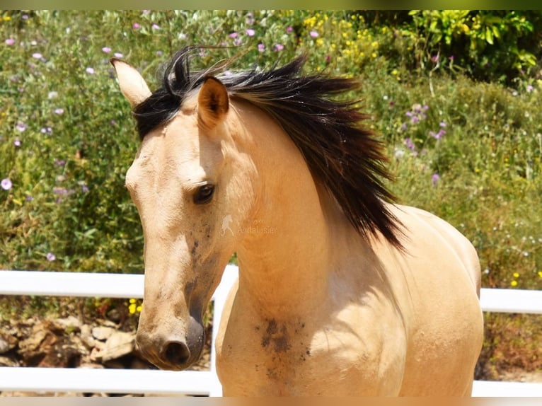 PRE Mix Wallach 2 Jahre 159 cm Falbe in Provinz Malaga