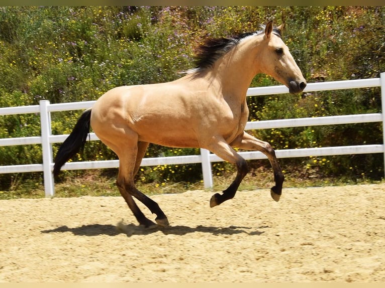 PRE Mix Wallach 2 Jahre 159 cm Falbe in Provinz Malaga