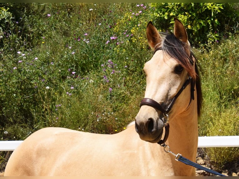 PRE Mix Wallach 2 Jahre 159 cm Falbe in Provinz Malaga