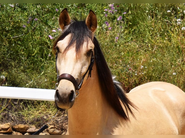 PRE Mix Wallach 2 Jahre 159 cm Falbe in Provinz Malaga