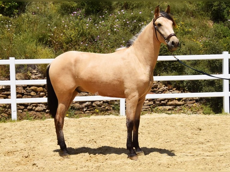 PRE Mix Wallach 2 Jahre 159 cm Falbe in Provinz Malaga
