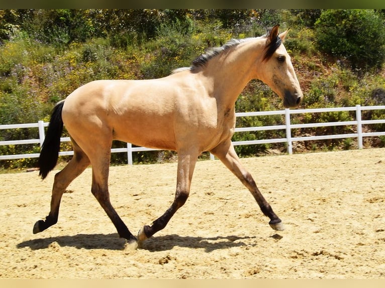 PRE Mix Wallach 2 Jahre 159 cm Falbe in Provinz Malaga