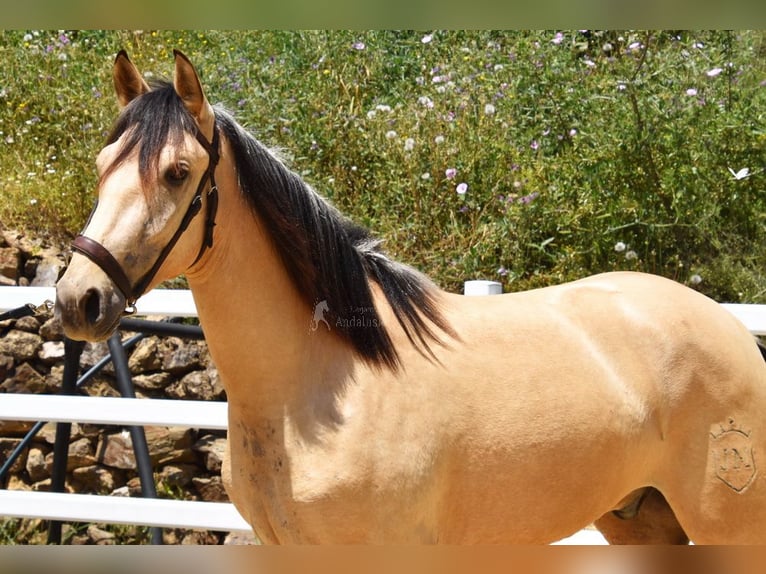 PRE Mix Wallach 2 Jahre 159 cm Falbe in Provinz Malaga