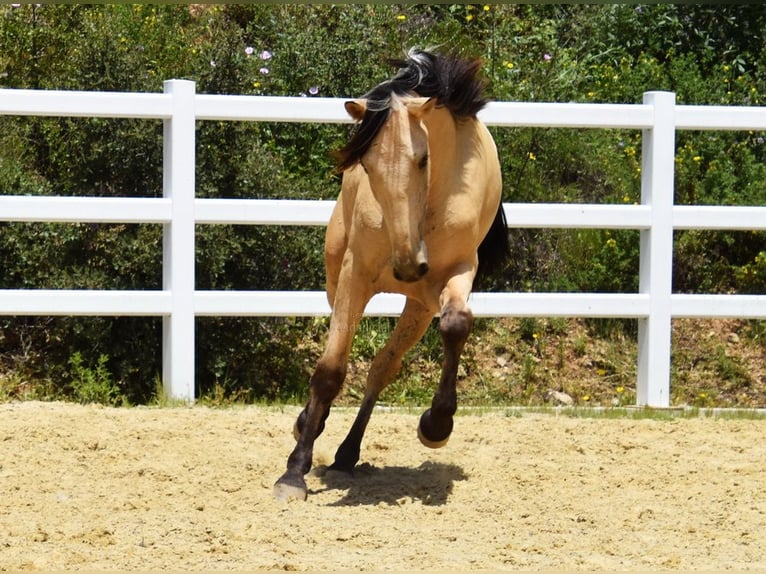 PRE Mix Wallach 2 Jahre 159 cm Falbe in Provinz Malaga