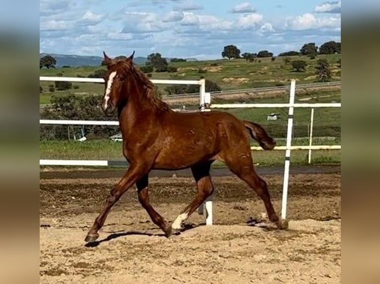PRE Mix Wallach 2 Jahre 159 cm Fuchs in Navalvillar De Pela