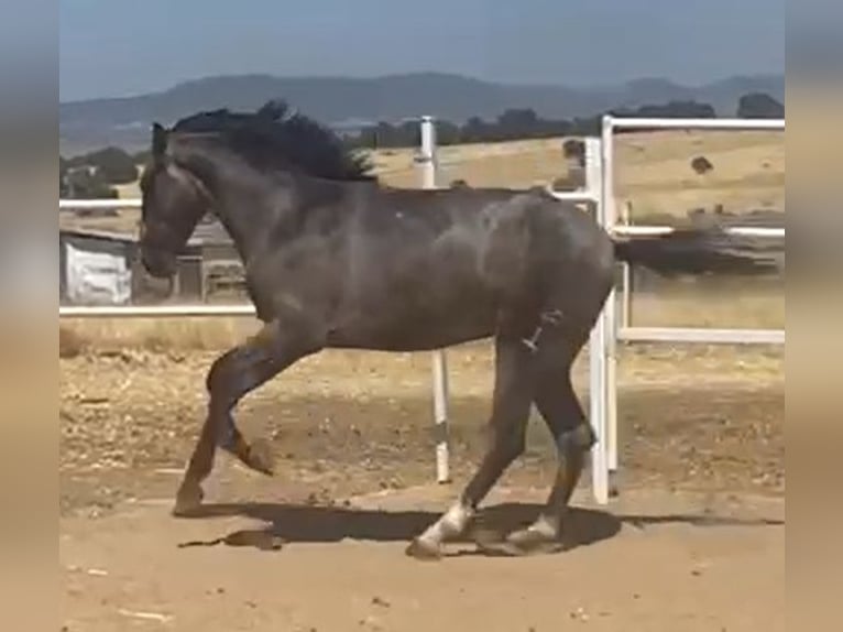 PRE Wallach 2 Jahre 160 cm Schimmel in Navalvillar De Pela
