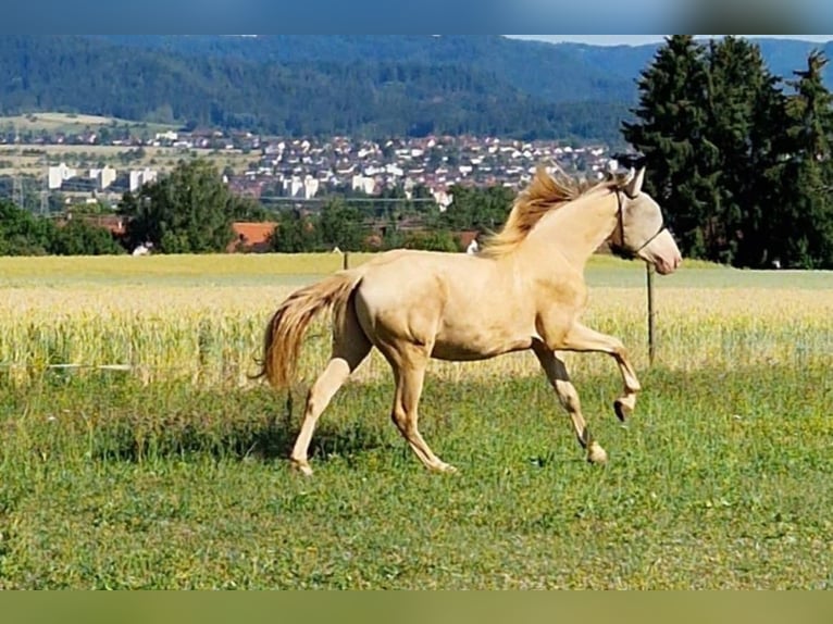 PRE Wallach 2 Jahre 161 cm Perlino in Balingen