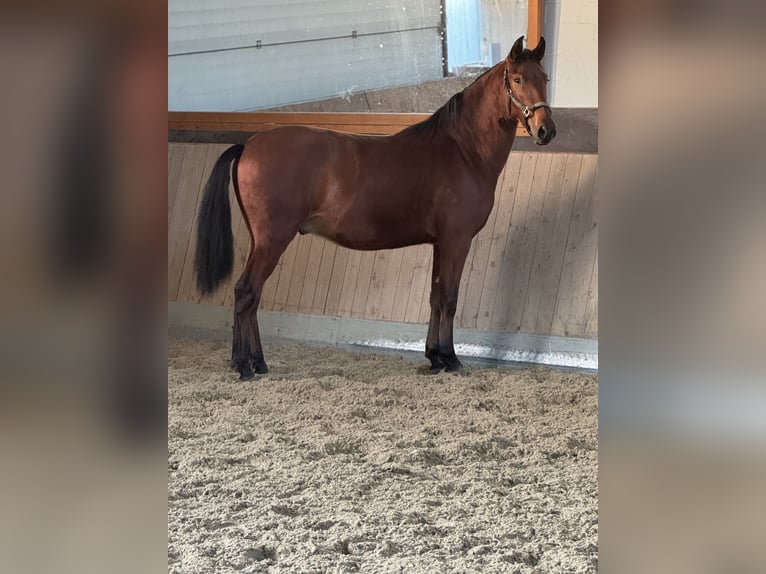 PRE Mix Wallach 2 Jahre 165 cm Brauner in Warendorf