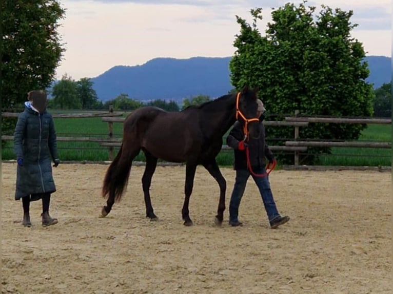 PRE Wallach 2 Jahre 168 cm Rappe in Balingen