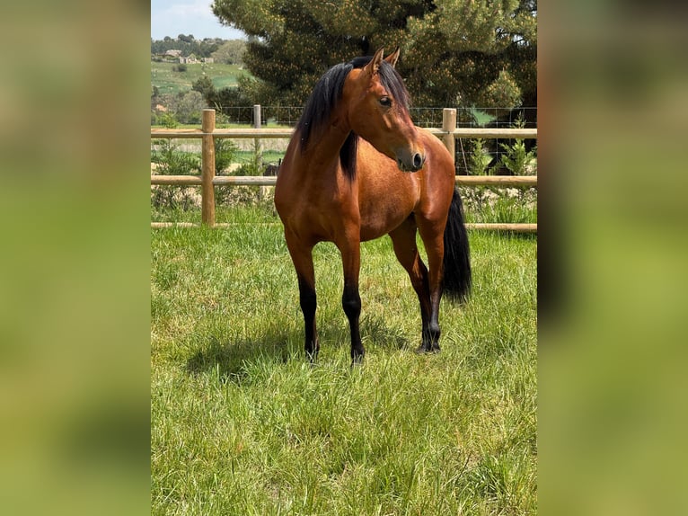 PRE Mix Wallach 3 Jahre 148 cm Brauner in Soria