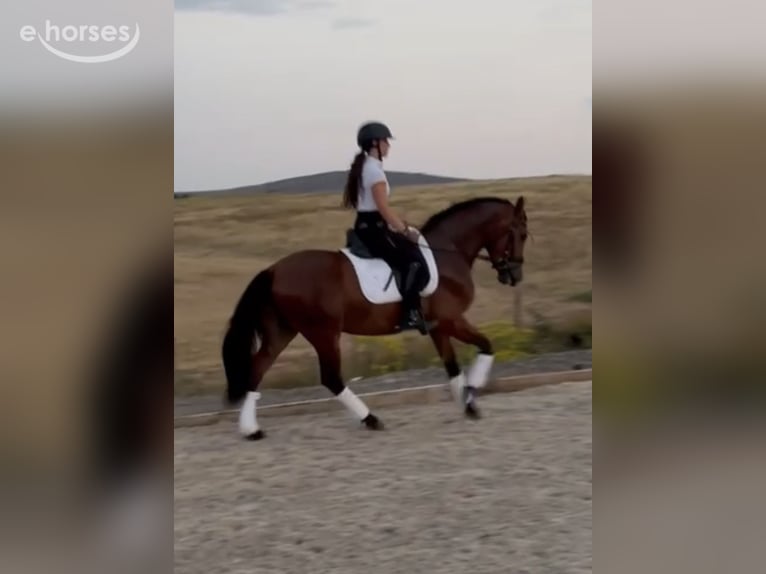 PRE Mix Wallach 3 Jahre 150 cm Brauner in Soria