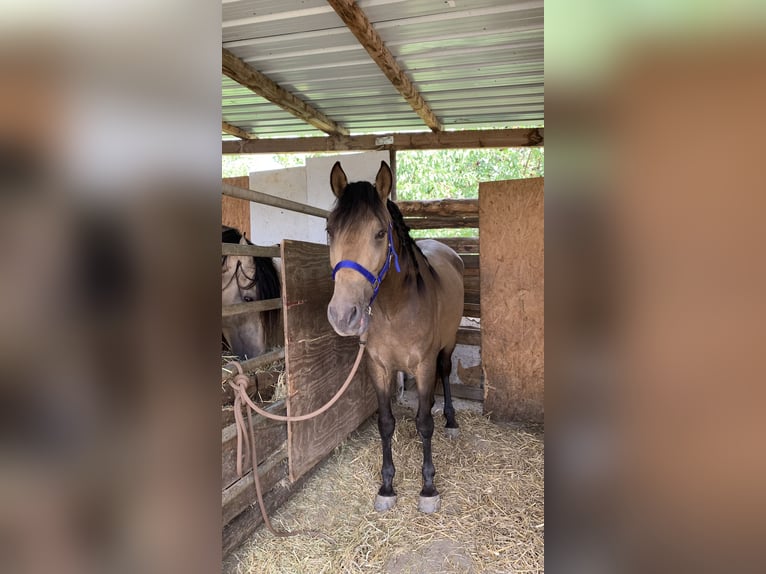 PRE Wallach 3 Jahre 151 cm Falbe in Tongeren