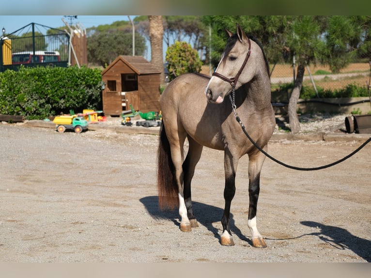 PRE Mix Wallach 3 Jahre 152 cm Falbe in Hamburg