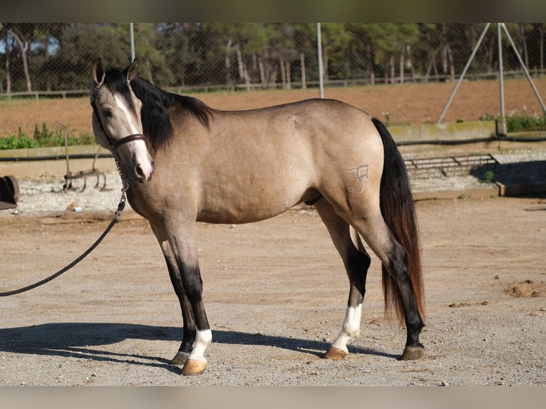 PRE Mix Wallach 3 Jahre 152 cm Falbe in Hamburg