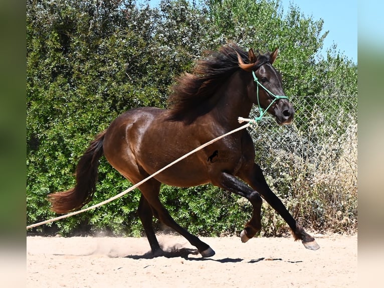 PRE Mix Wallach 3 Jahre 152 cm Rappe in Mallorca