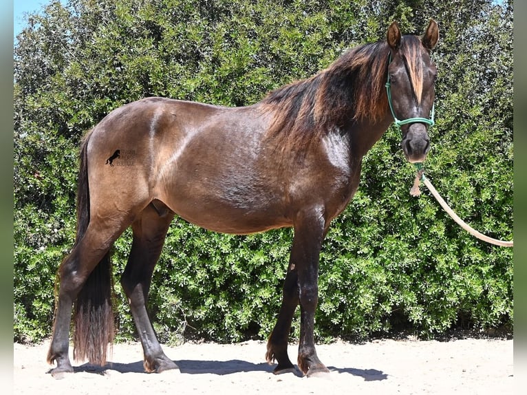 PRE Mix Wallach 3 Jahre 152 cm Rappe in Mallorca