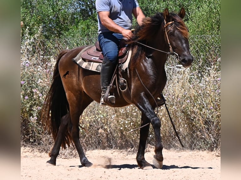 PRE Mix Wallach 3 Jahre 152 cm Rappe in Mallorca