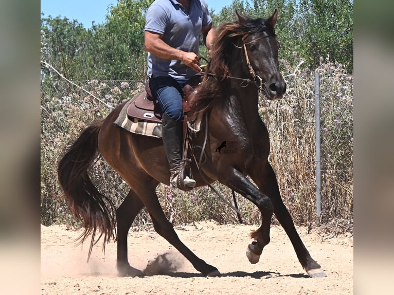 PRE Mix Wallach 3 Jahre 152 cm Rappe in Mallorca