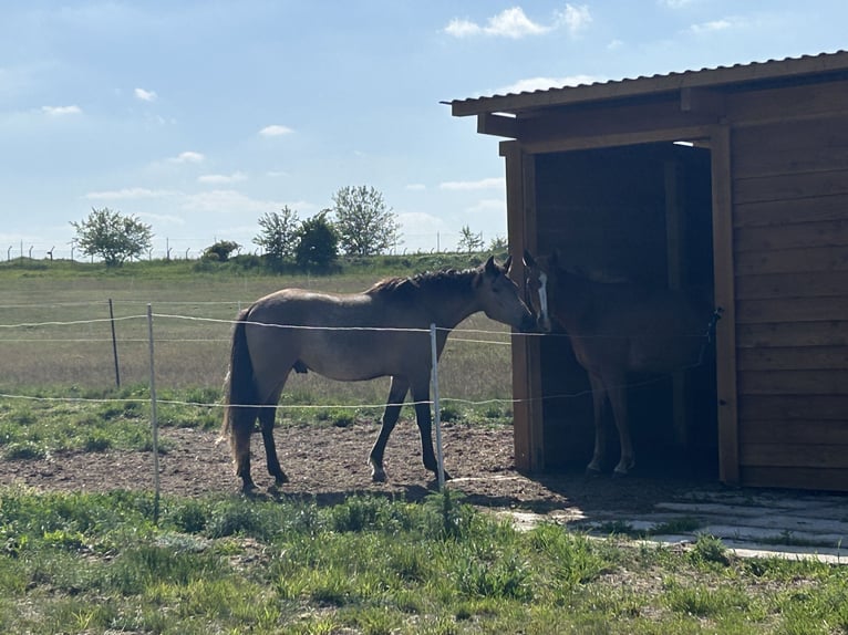PRE Mix Wallach 3 Jahre 153 cm Buckskin in Garz