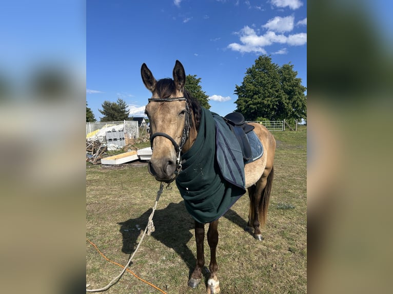 PRE Mix Wallach 3 Jahre 153 cm Buckskin in Garz