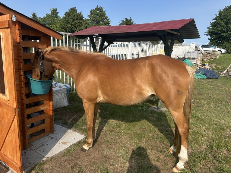PRE Mix Wallach 3 Jahre 153 cm Buckskin in Garz