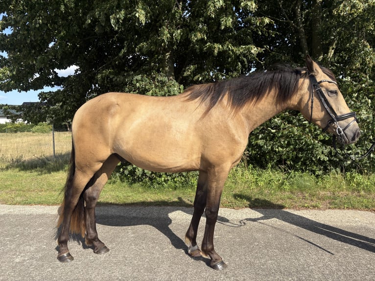 PRE Mix Wallach 3 Jahre 153 cm Buckskin in Garz