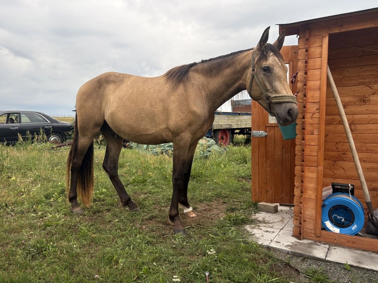PRE Mix Wallach 3 Jahre 153 cm Buckskin in Garz