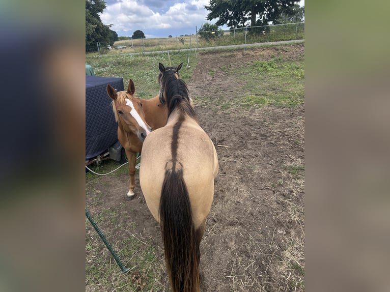 PRE Mix Wallach 3 Jahre 153 cm Buckskin in Garz