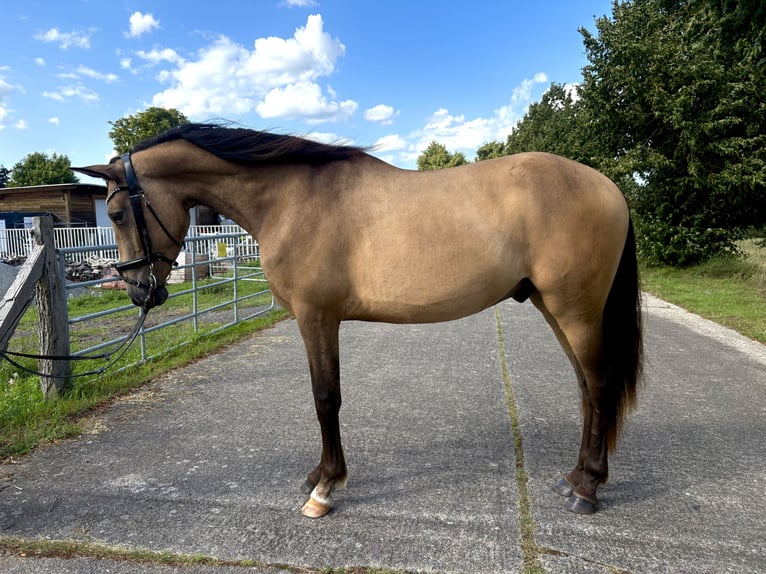 PRE Mix Wallach 3 Jahre 153 cm Buckskin in Garz