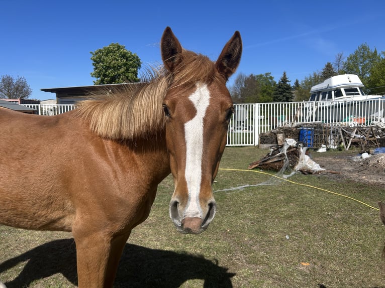 PRE Mix Wallach 3 Jahre 153 cm Buckskin in Garz