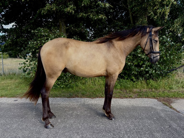 PRE Mix Wallach 3 Jahre 153 cm Buckskin in Garz