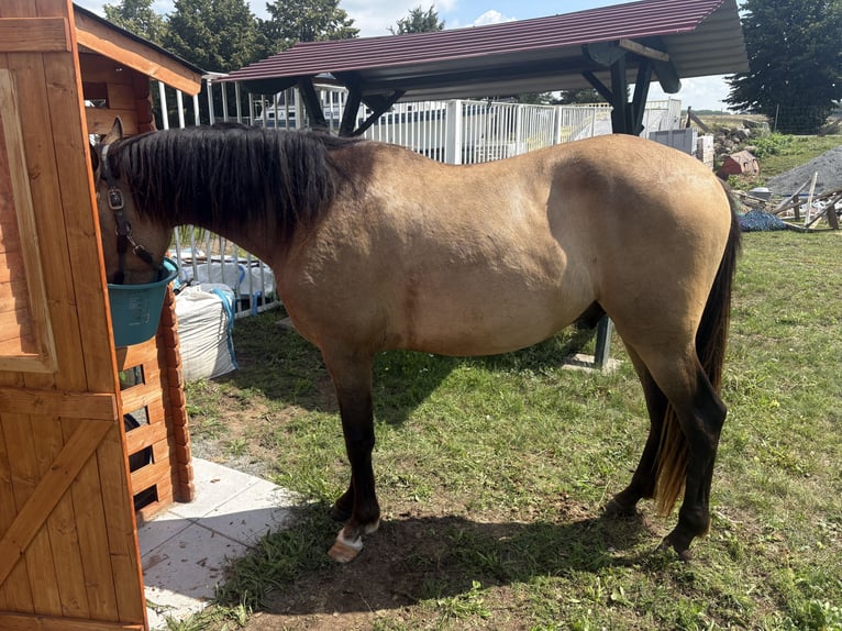 PRE Mix Wallach 3 Jahre 153 cm Buckskin in Garz