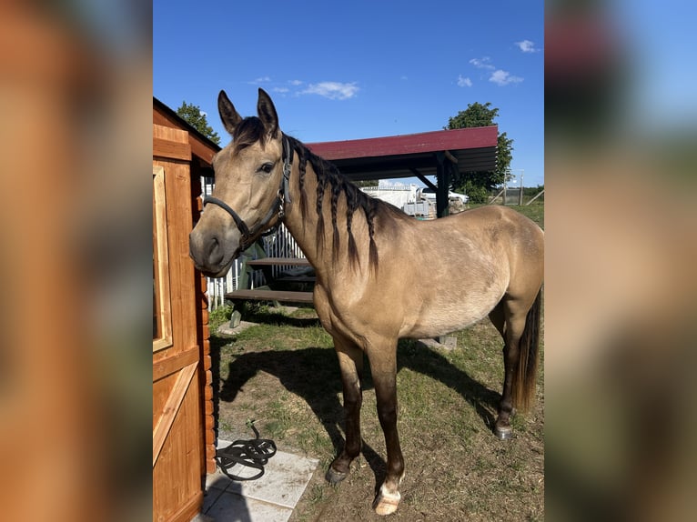 PRE Mix Wallach 3 Jahre 153 cm Buckskin in Garz