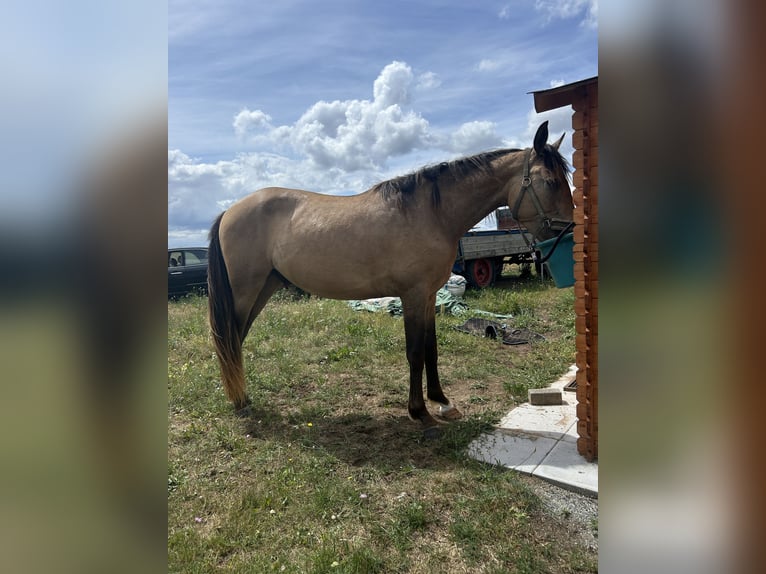PRE Mix Wallach 3 Jahre 153 cm Buckskin in Garz