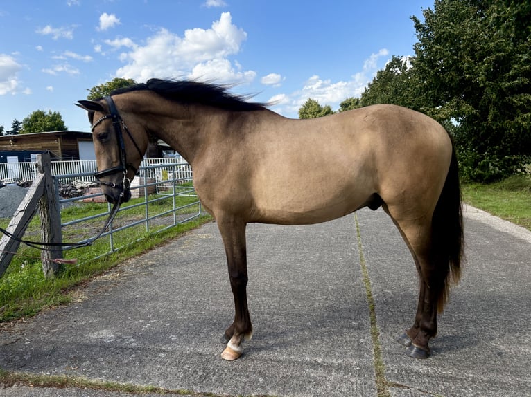 PRE Mix Wallach 3 Jahre 153 cm Buckskin in Garz