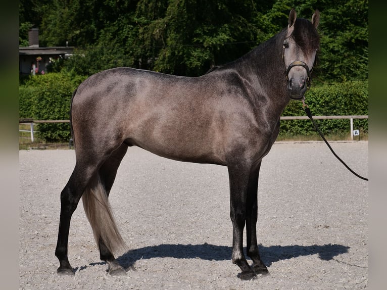 PRE Mix Wallach 3 Jahre 155 cm Blauschimmel in Neustadt (Wied)