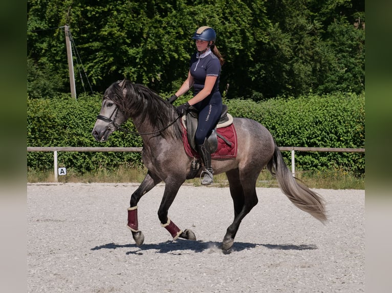PRE Mix Wallach 3 Jahre 155 cm Blauschimmel in Neustadt (Wied)