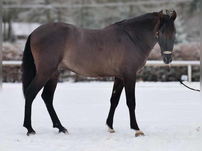PRE Mix Wallach 3 Jahre 156 cm Dunkelfuchs in Neustadt (Wied)