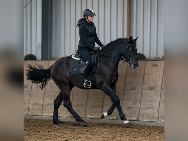 PRE Wallach 3 Jahre 156 cm Dunkelfuchs in Neustadt (Wied)