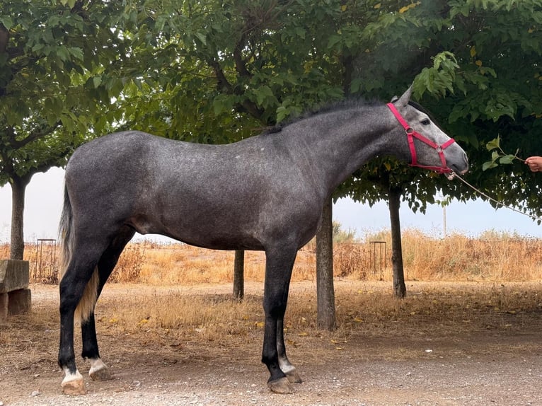 PRE Wallach 3 Jahre 156 cm Schimmel in Tarrega