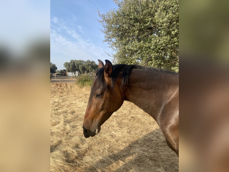 PRE Wallach 3 Jahre 157 cm Dunkelbrauner in La Losa