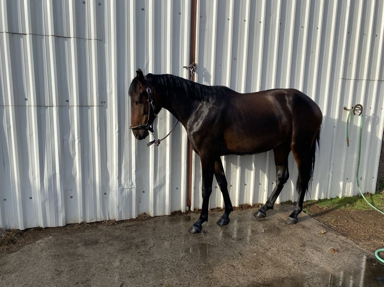 PRE Wallach 3 Jahre 157 cm Dunkelbrauner in La Losa
