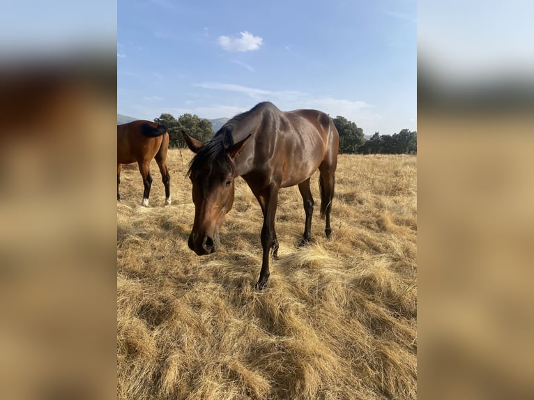 PRE Wallach 3 Jahre 157 cm Dunkelbrauner in La Losa
