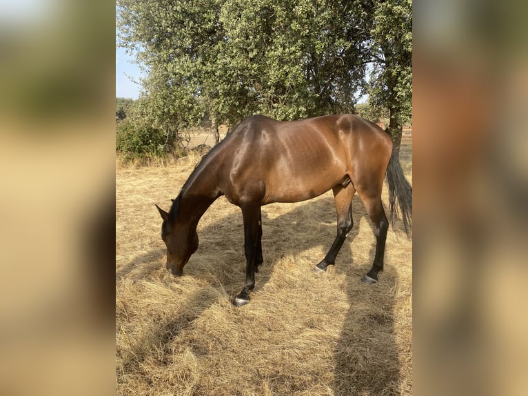 PRE Wallach 3 Jahre 157 cm Dunkelbrauner in La Losa