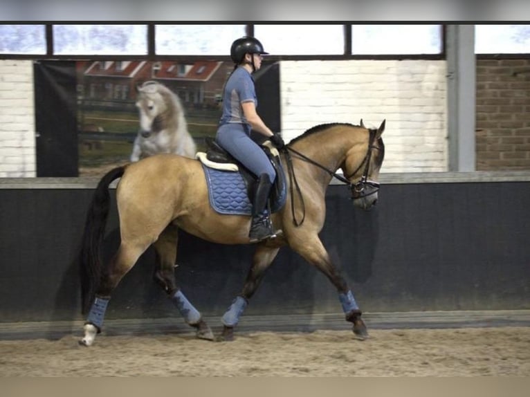 PRE Mix Wallach 3 Jahre 158 cm Buckskin in Bergen op Zoom